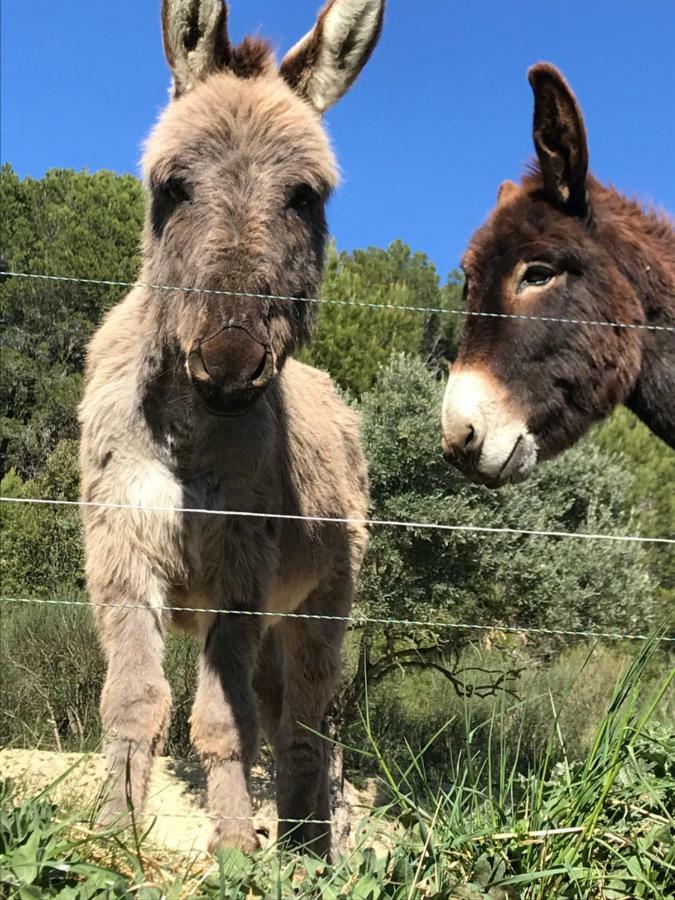Bastide Bellugue Maison D'Hotes Reseau Bienvenue A La Ferme A 3 Minutes De Lourmarin กาเดอเนต์ ภายนอก รูปภาพ